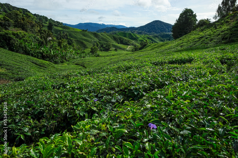 Fototapeta premium Tea plantation in Tanah Rata, Cameron Highlands in Pahang, Malaysia..