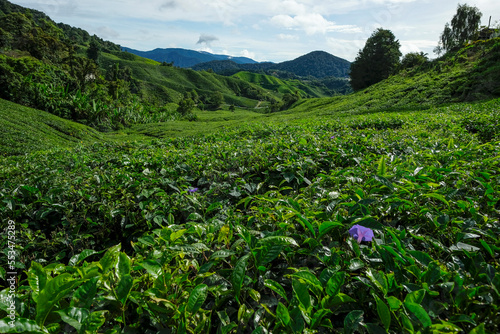 Tea plantation in Tanah Rata, Cameron Highlands in Pahang, Malaysia..