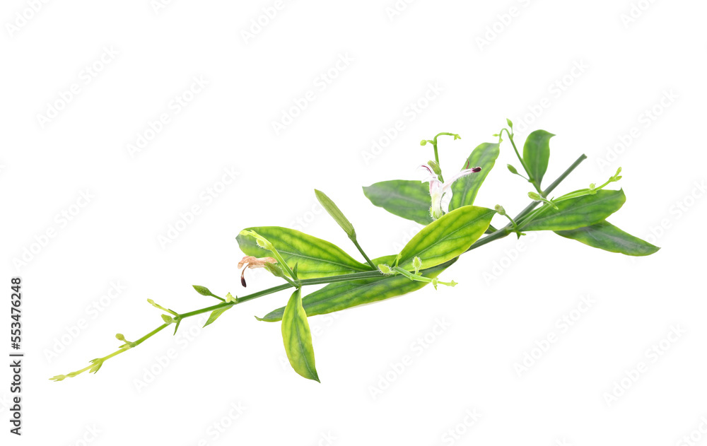 Andrographis paniculata on transparent png..
