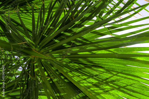 fresh palm tree branches bottom view