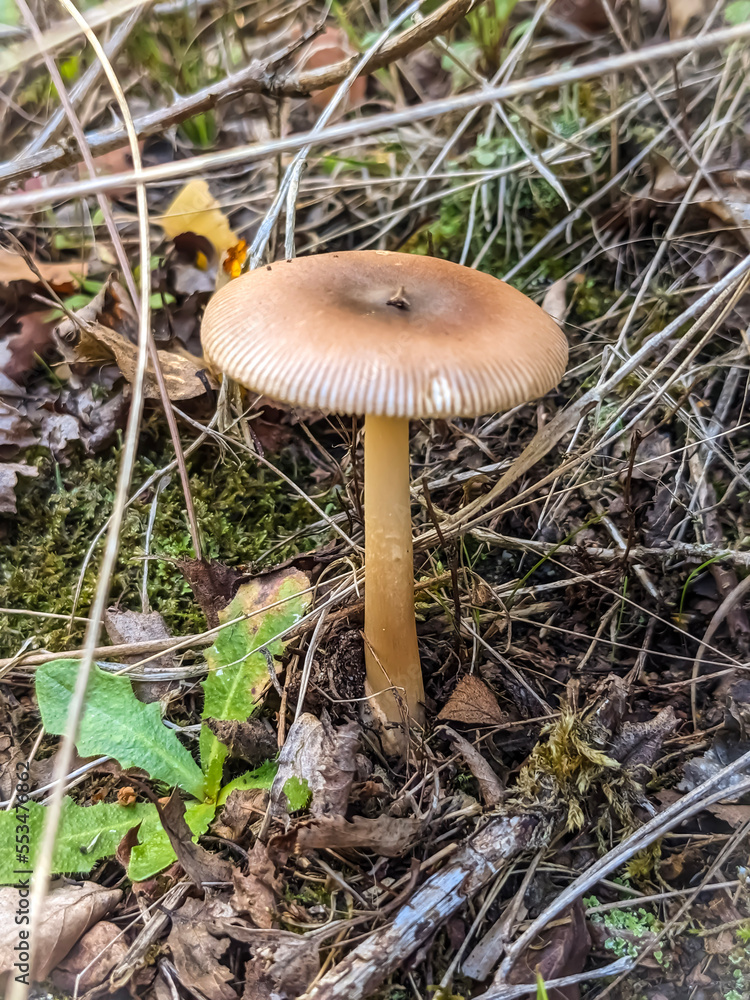 mushroom in the forest mushroom in the forest