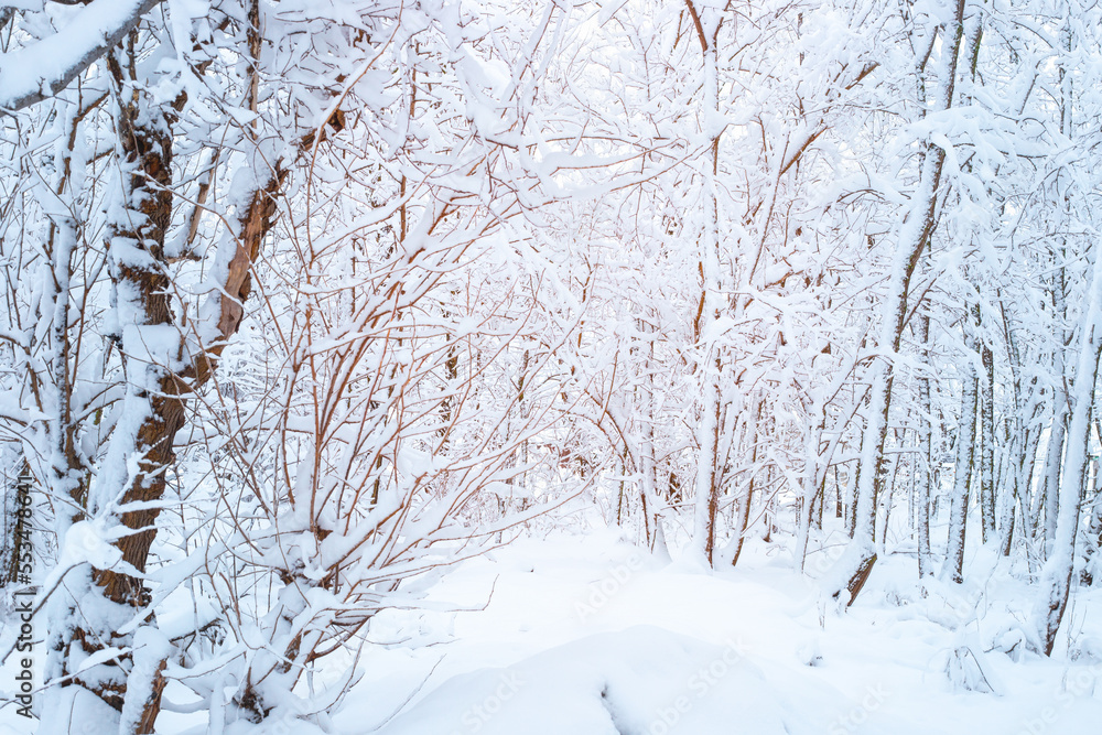 Beautiful winter forest landscape. Trees in the forest covered with snow Beautiful winter forest landscape. Trees in the forest covered with snow