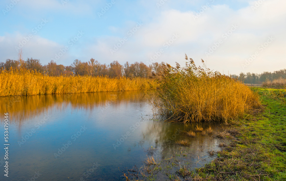 Reed along the edge of a frozen lake under a blue sky in sunlight at sunrise in winter, Almere, Flevoland, The Netherlands, December, 2022 Reed along the edge of a frozen lake under a blue sky in sunlight at sunrise in winter, Almere, Flevoland, The Netherlands, December, 2022