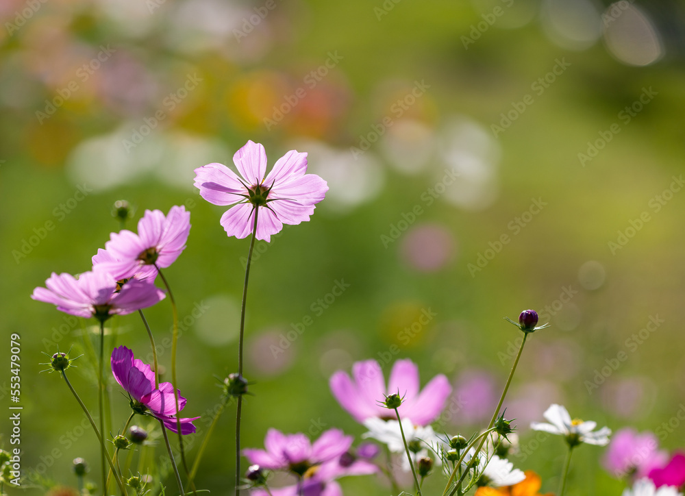 Cosmos blooming in springtime. Horizontal nature banner background. Cosmos blooming in springtime. Horizontal nature banner background.