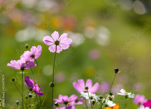 Cosmos blooming in springtime. Horizontal nature banner background.