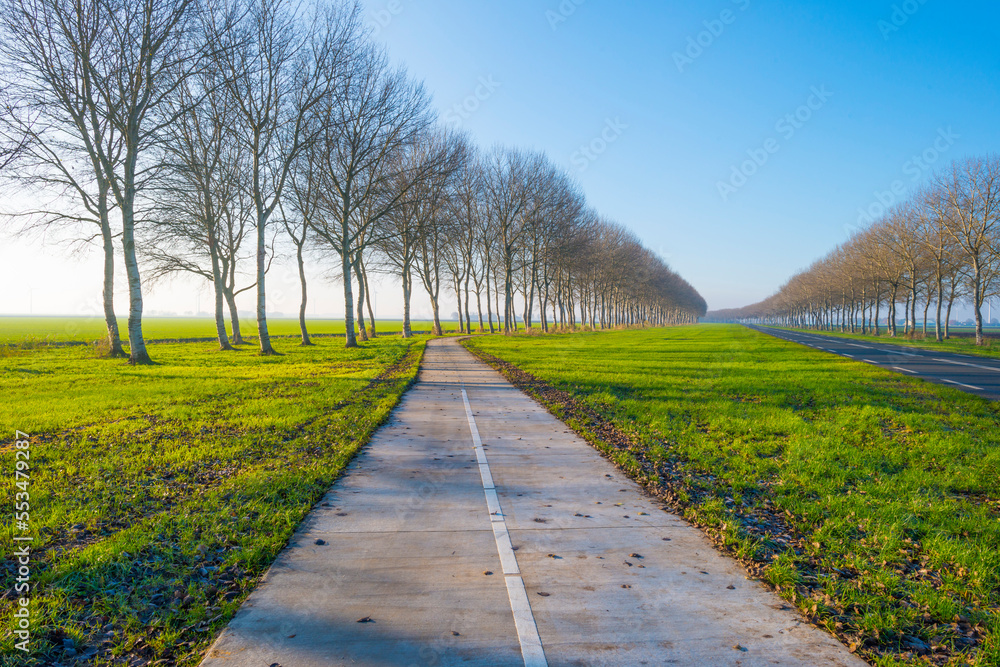 Trees along an agricultural field under a blue sky at sunrise in winter, Almere, Flevoland, The Netherlands, December, 2022 Trees along an agricultural field under a blue sky at sunrise in winter, Almere, Flevoland, The Netherlands, December, 2022