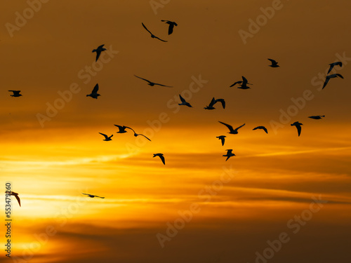 birds on sunset © Heiko