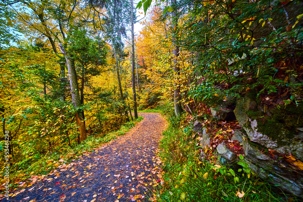 Hiking path in forest during peak fall and covered in leaves