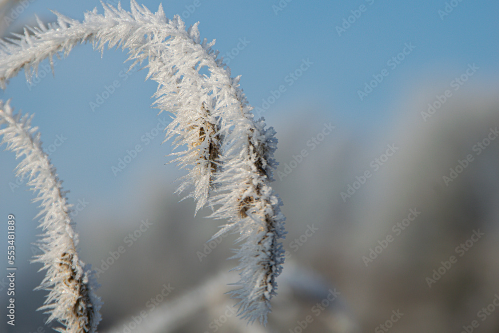 frost on the branches