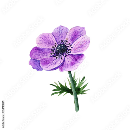 Watercolor lilac flower anemone