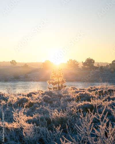 Sunrise Frost Morning with Pine Trees and Heather - Winter in The Netherlands