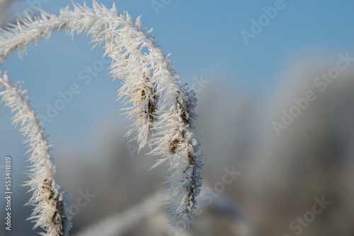 frost on the branches © Bertigrafie