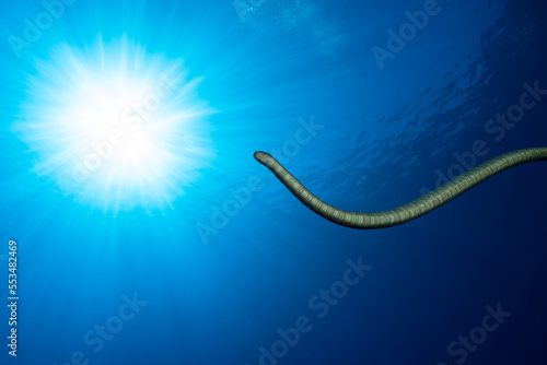Golden sea snake, Aipysurus laevis at Gili Manuk, Banda Sea, Indonesia. Sun star in the background photo