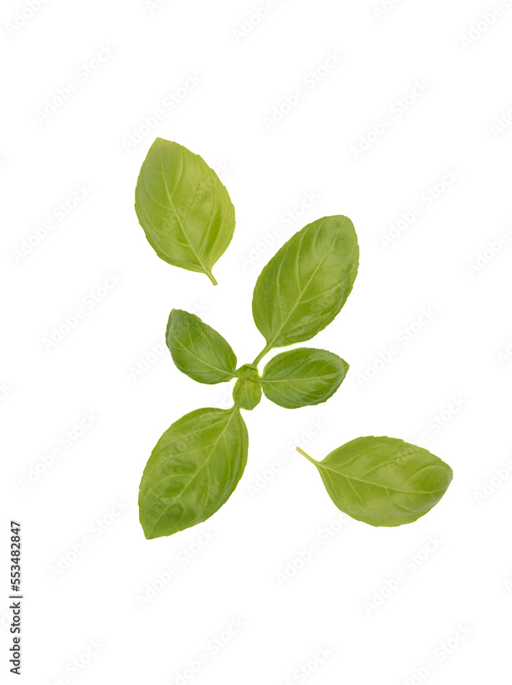 Fototapeta premium Top view of green basil leaves on white background.