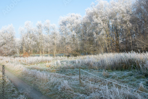 trees in the snow