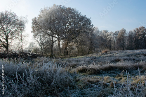 trees in the snow
