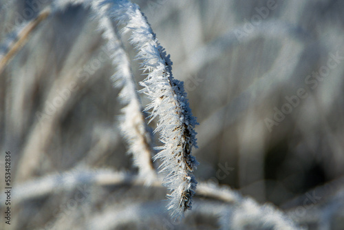 frost on the branches