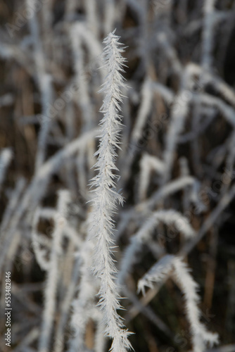 snow covered branches