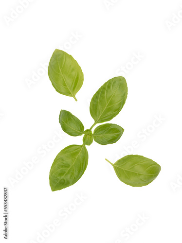 Top view of green basil leaves on white background.