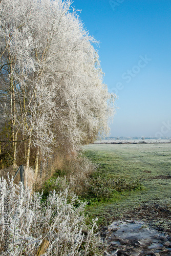 trees in the snow