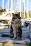 A sad, dirty and hungry street cat in a seaport is waiting to be fed. Homeless pets concept.