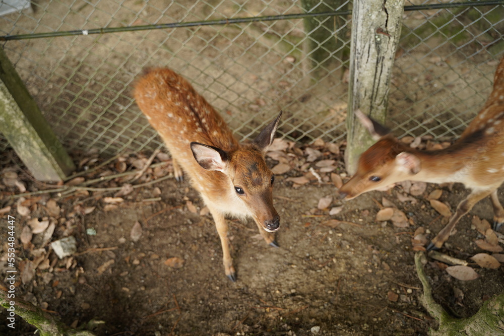 【お値下げ】バンビ　剥製　子鹿　小鹿　骨董品　ヴィンテージ バンビ 子鹿 剥製 美品 ガラスケース付き 置物 オブジェ