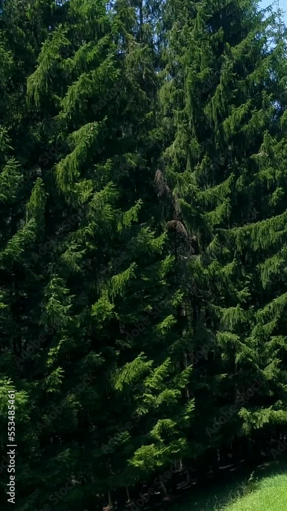 Vertical video of Aerial shot of forest covered mountains scattered with grass fields Vertical video of Aerial shot of forest covered mountains scattered with grass fields