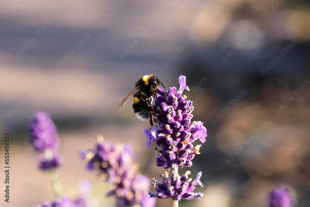 Bumble bee on lavender flower summer background in lavender color Bumble bee on lavender flower summer background in lavender color