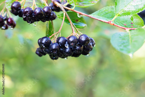 Aronia berries (Aronia melanocarpa, Black Chokeberry) growing in the garden. Branch filled with aronia berries. photo
