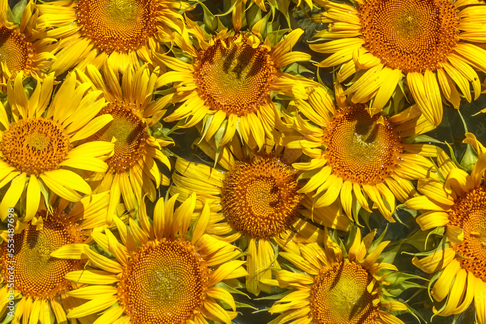 Fototapeta premium sunflowers in the field