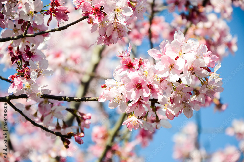 Cherry blossoms season