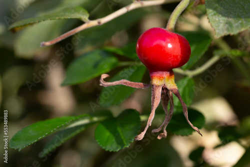 rosehip medicinal berry, red round rosehip on a branch among green leaves