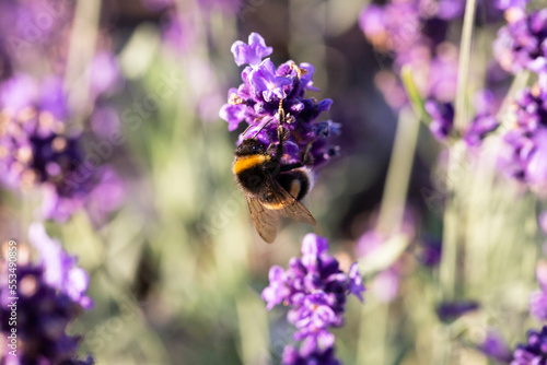 Bumble bee on lavender flower summer background in lavender color