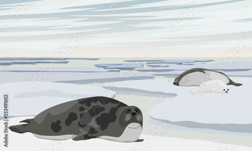 A group of harp seals lies on an icy seashore. Wildlife of the North. Realistic vector landscape