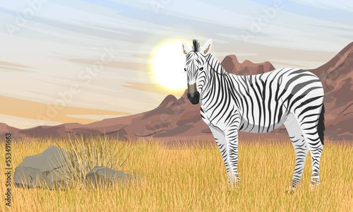 African zebra stands in the dry grass of the African savanna. Animals of Africa. Realistic vector landscape