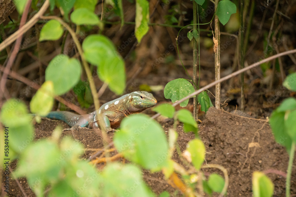 Obraz premium A tropical lizard between the trees on the Caribbean Island of Curacao