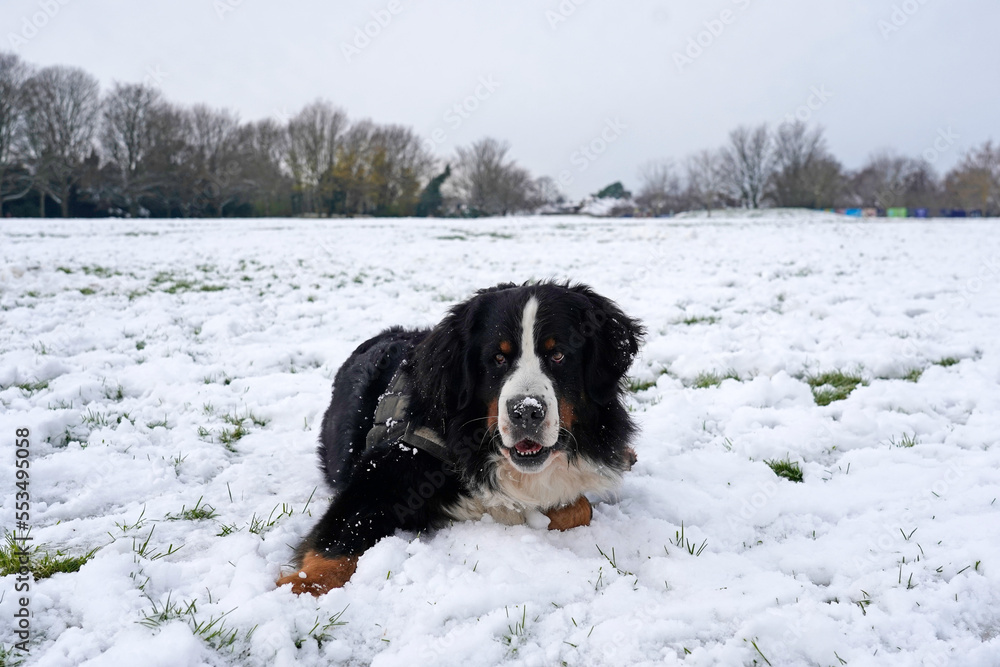 Bernese Mountain Dog lying on the snow in the park 