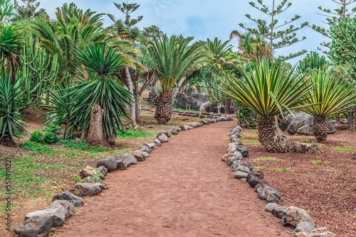 Beautiful exotic landscape in Jardines de Playa Chica garden in Puerto de la Cruz in Tenerife  Spain. Path lined with volcanic stones among palm trees and other topical plants in a park in Canaries