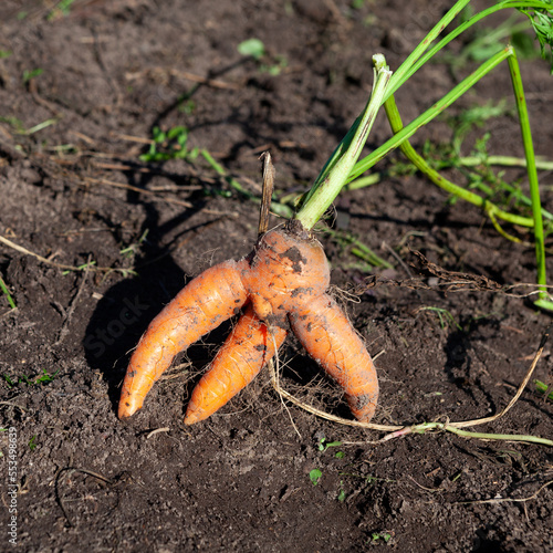 Abnormal conjoined carrots on garden bed ground. Organic farm vegetables. Ugly carrot, close-up. Concept - Food waste reduction. Using in cooking imperfect products