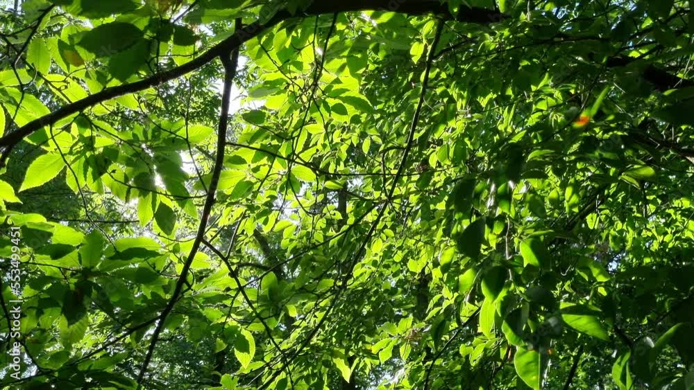 Beautiful green leaves in a forest with sun shining between trees, slow motion with movement. High quality 4k footage Beautiful green leaves in a forest with sun shining between trees, slow motion with movement. High quality 4k footage