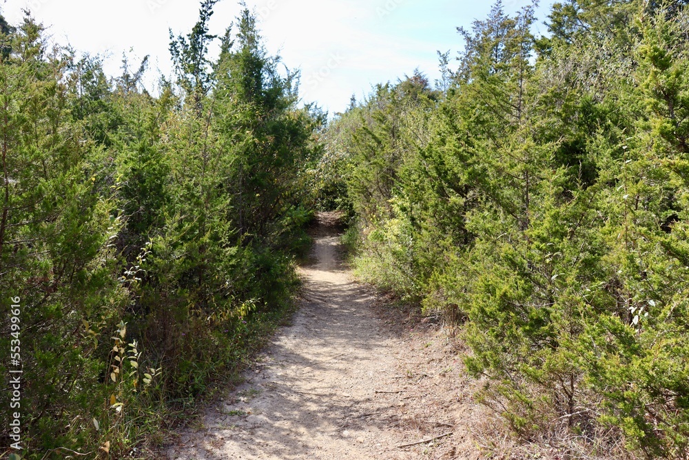 The empty hiking trail between the pine trees. The empty hiking trail between the pine trees.