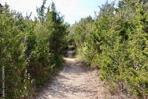 The empty hiking trail between the pine trees.