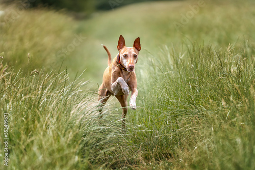 Podenco Andaluz running and looking at the camera