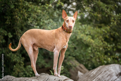 Podenco Andaluz standing and looking at the camera photo