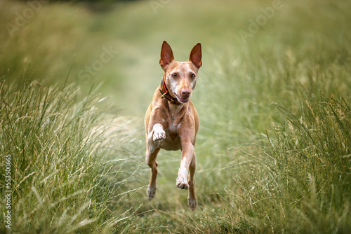 Podenco Andaluz running and looking at the camera