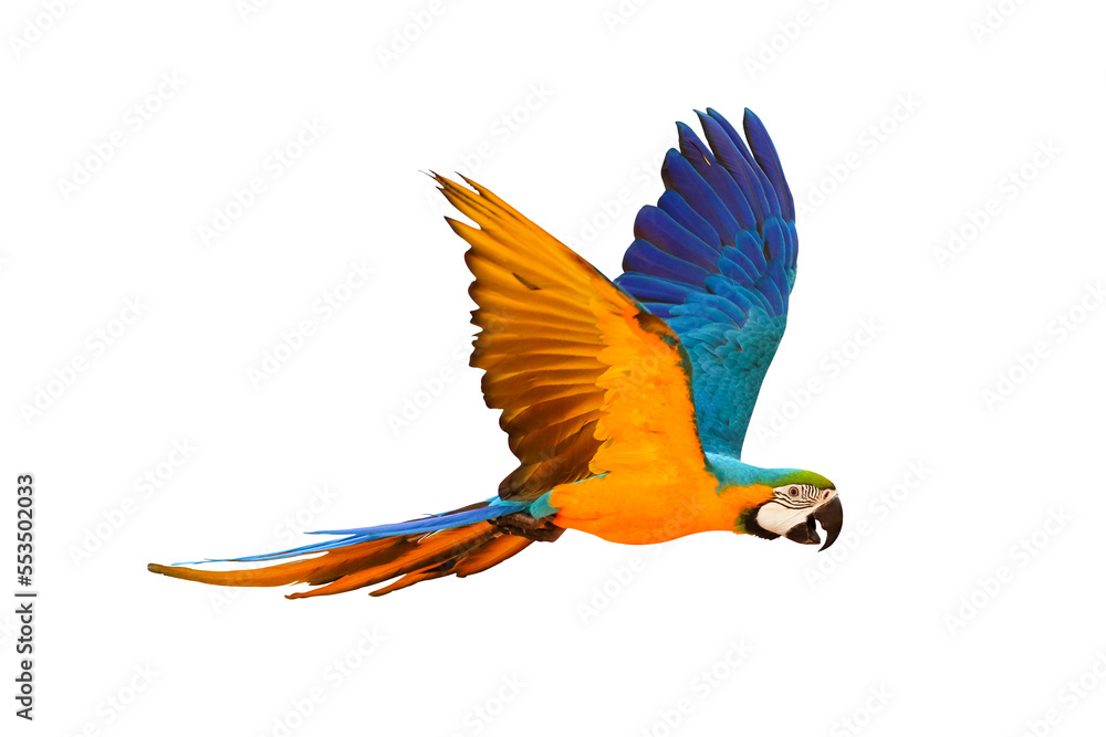 Fototapeta premium Colorful flying parrot isolated on transparent background.