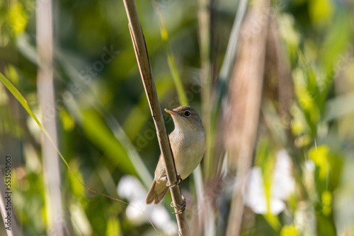 teichrohrsänger,schilf,vogel,vögel