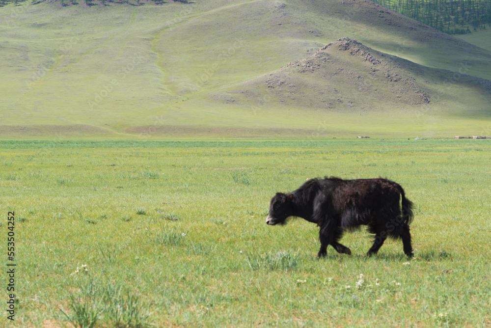 yaks yaks