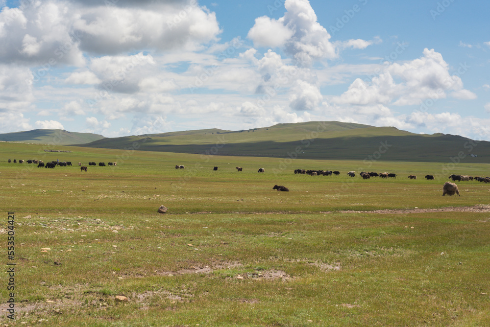 yaks in the valley yaks in the valley
