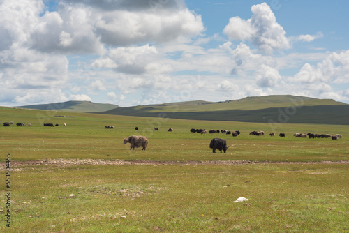 yaks grazing in the valley